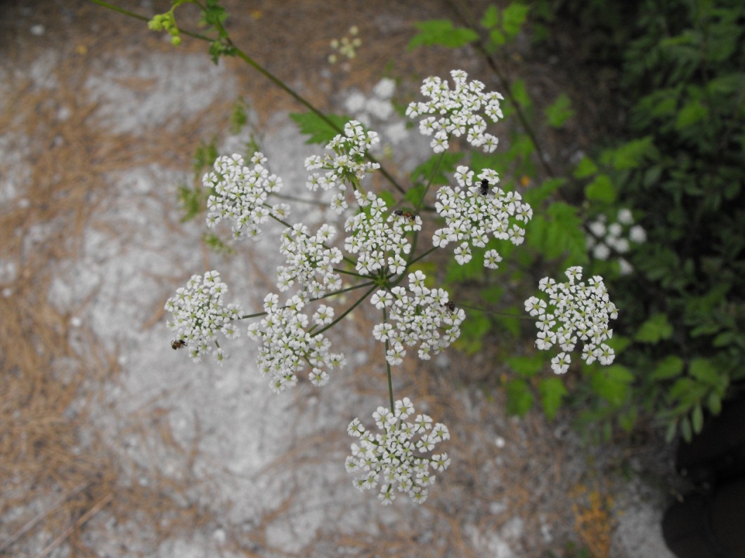 Chaerophyllum temulum