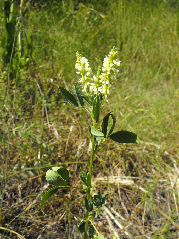 Trigonella alba (=Melilotus albus)