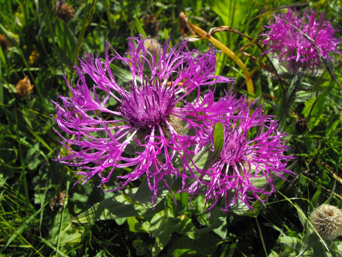 Dolomiti - Centaurea nervosa