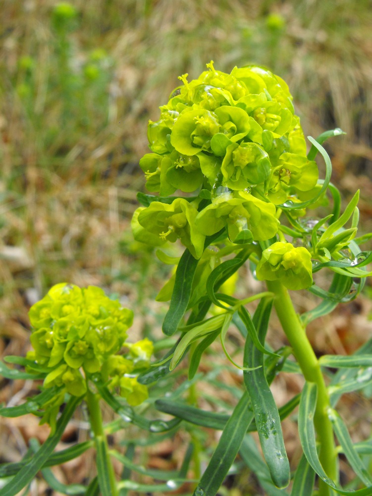 Euphorbia cyparissias