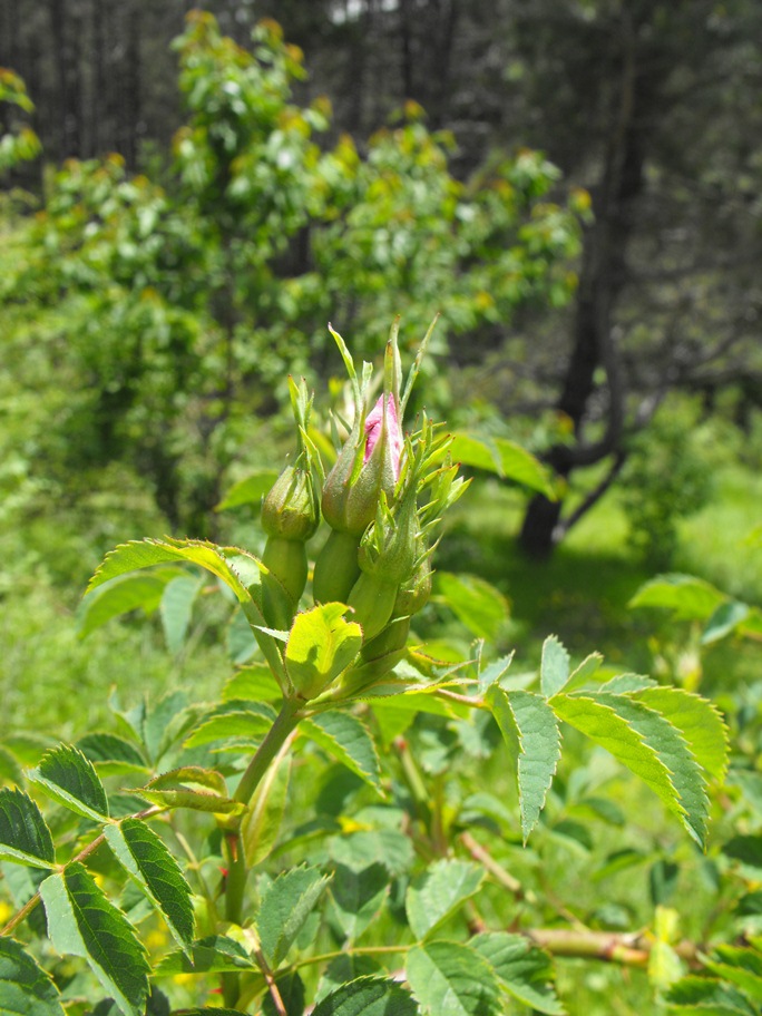 Rosa da determinare