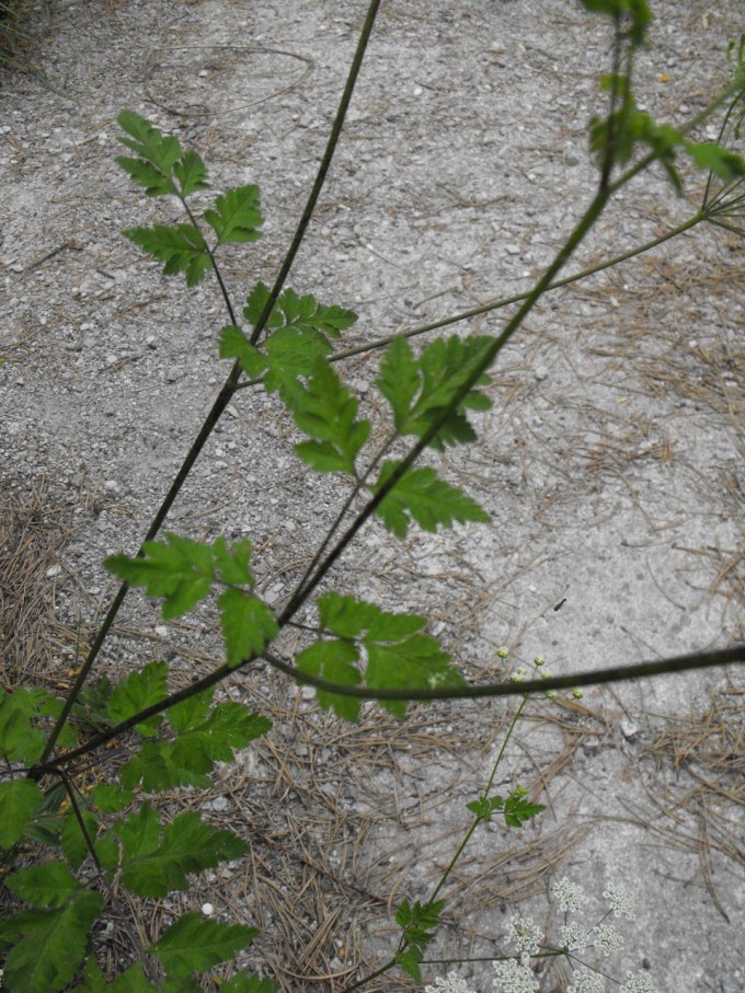 Chaerophyllum temulum