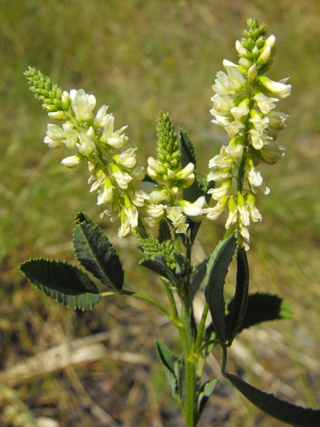 Trigonella alba (=Melilotus albus)