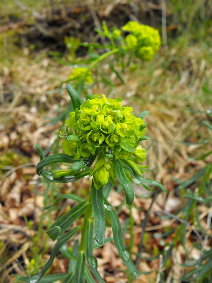 Euphorbia cyparissias