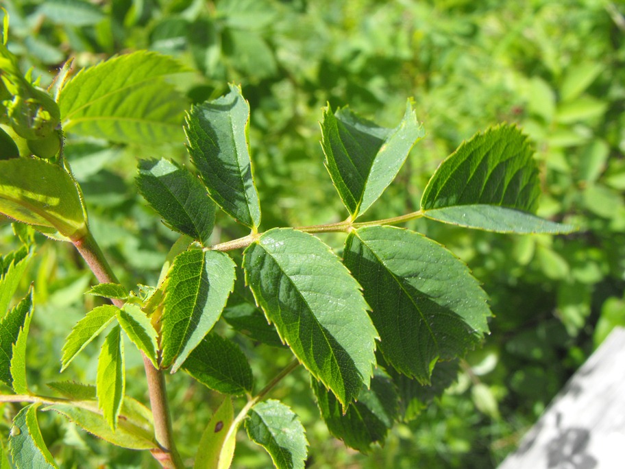 Rosa da determinare