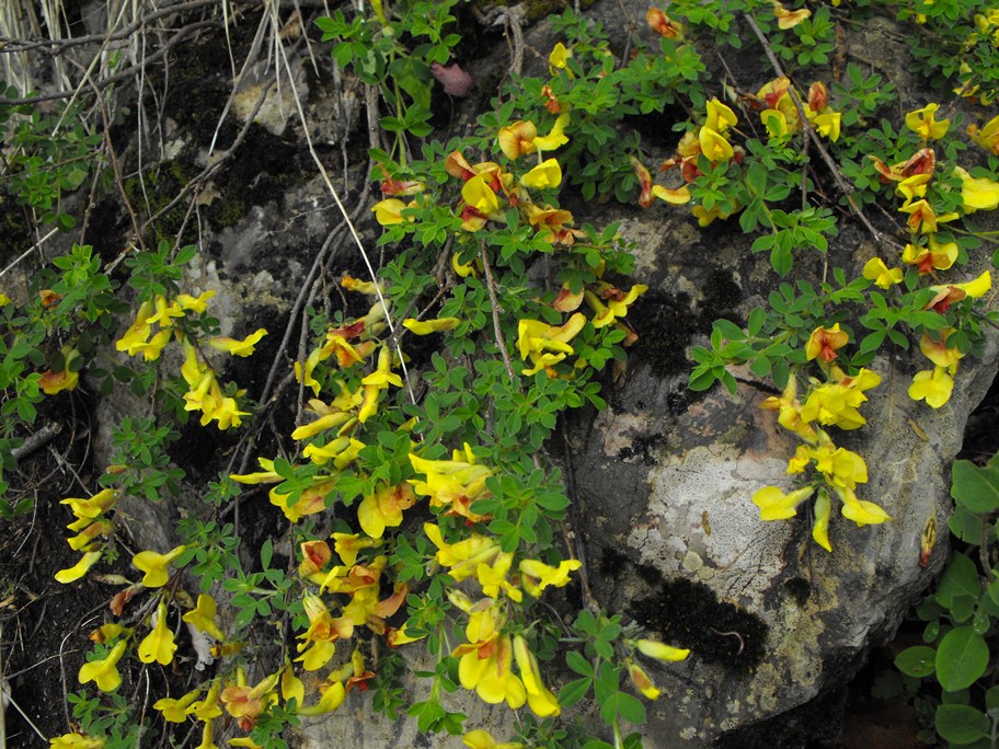 Cytisus hirsutus