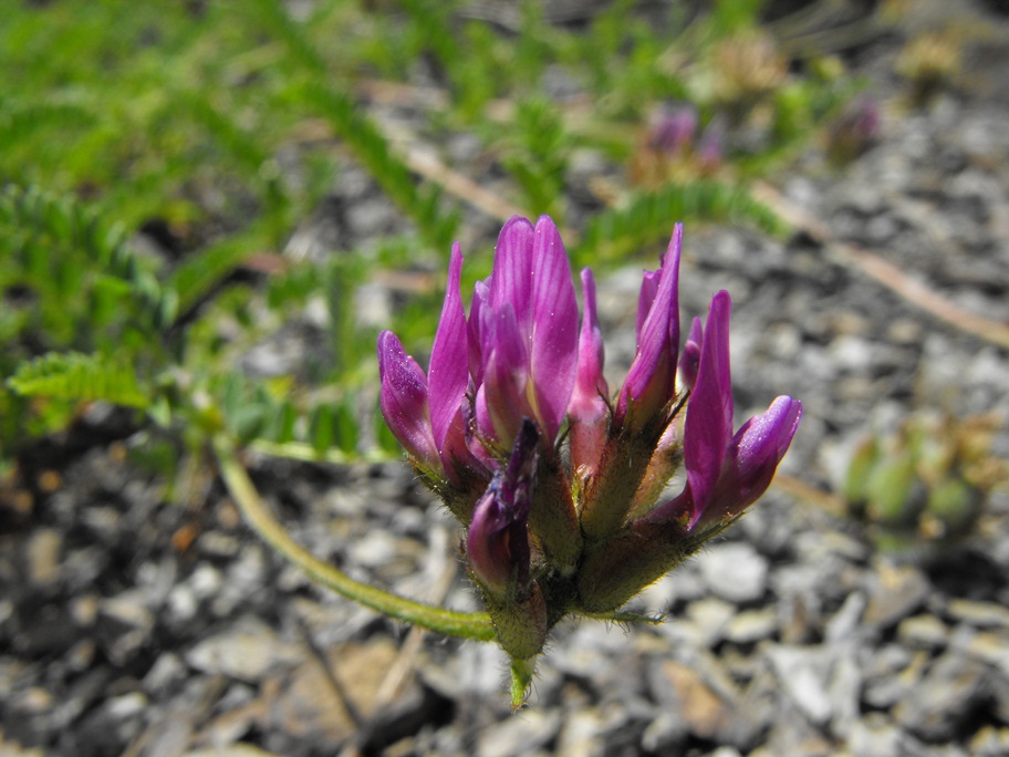 Astragalus hypoglottis  subsp. gremlii / Astragalo di Gremli