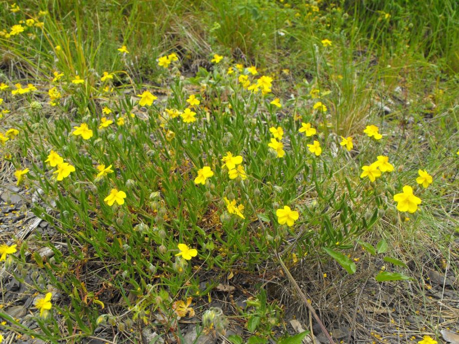 Helianthemum da determinare