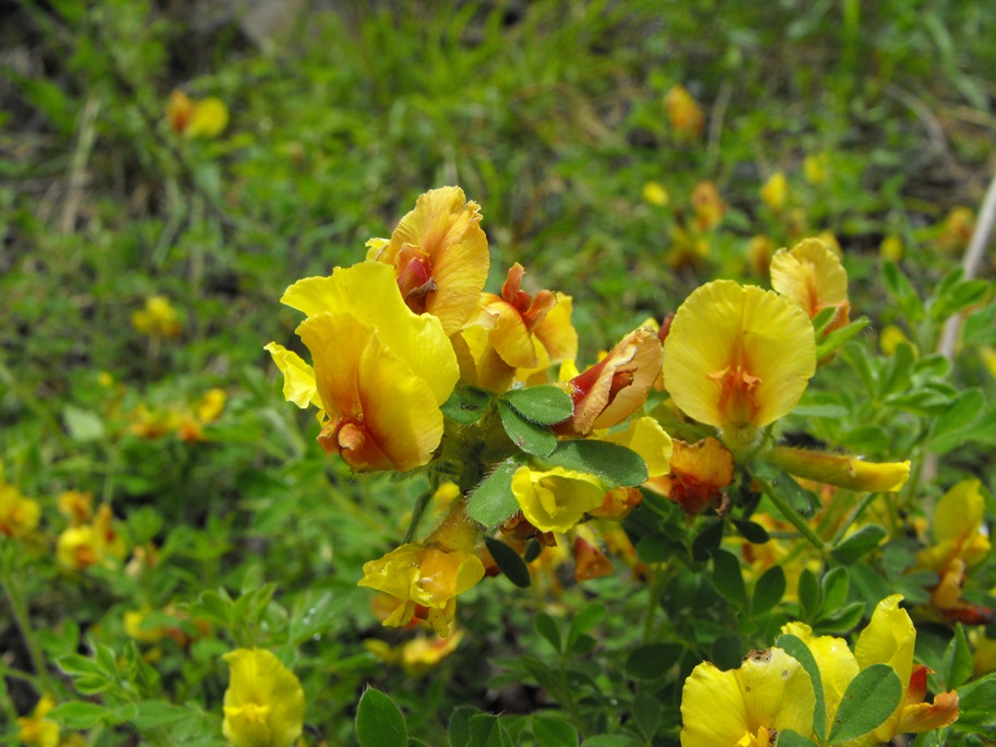 Cytisus hirsutus