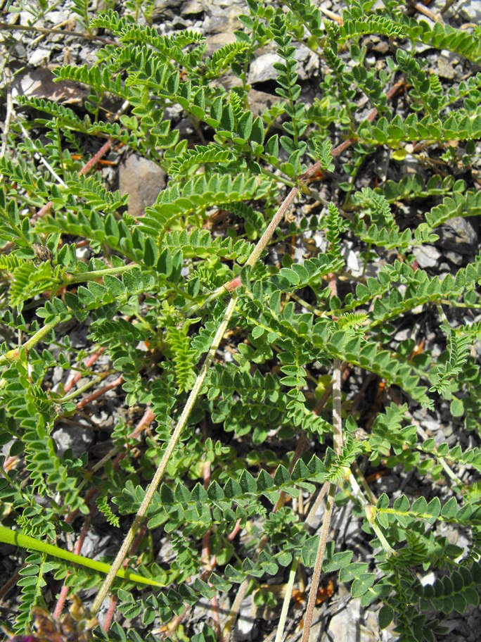 Astragalus hypoglottis  subsp. gremlii / Astragalo di Gremli