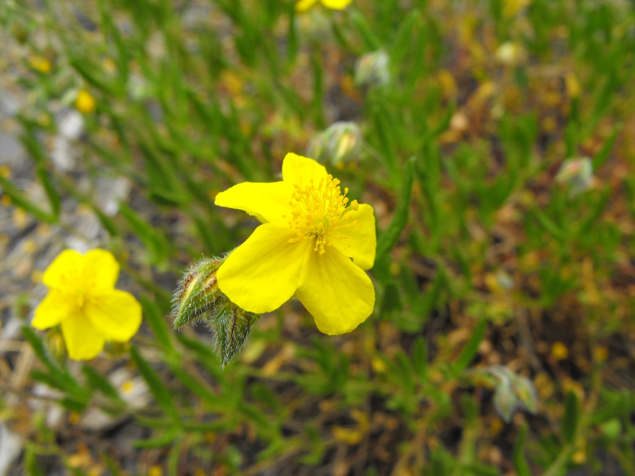 Helianthemum da determinare