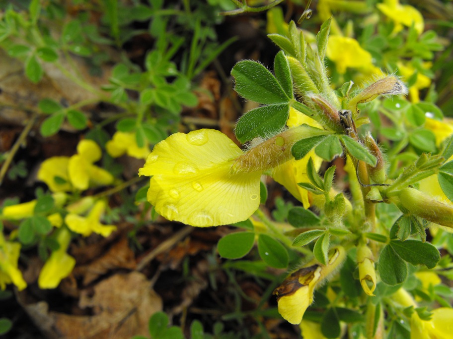 Cytisus hirsutus