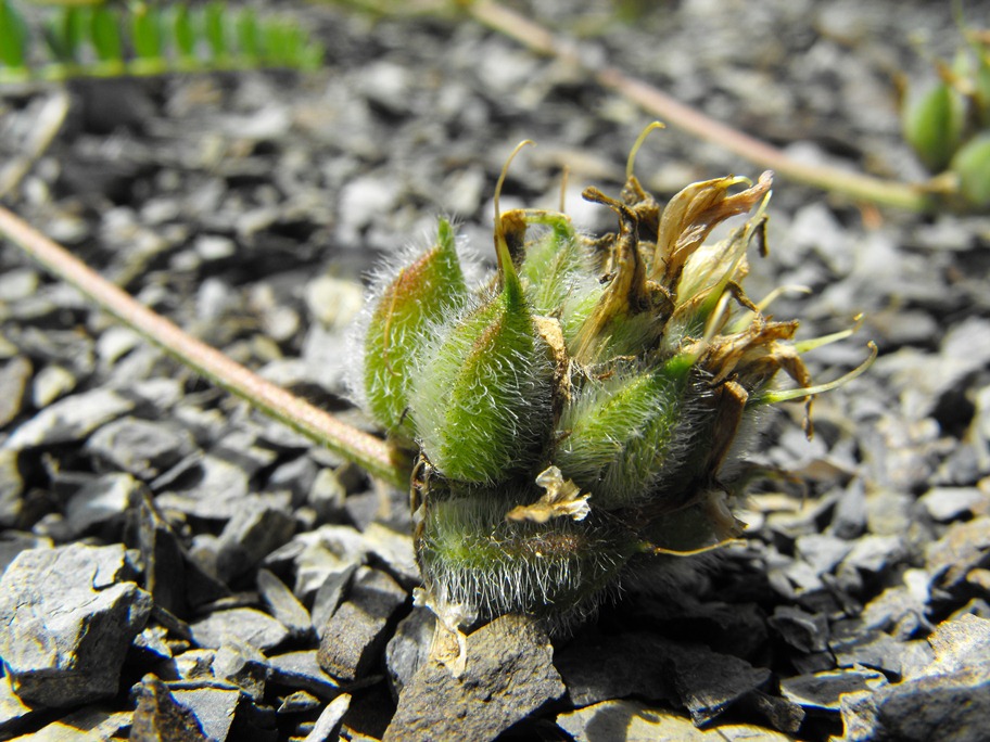 Astragalus hypoglottis  subsp. gremlii / Astragalo di Gremli