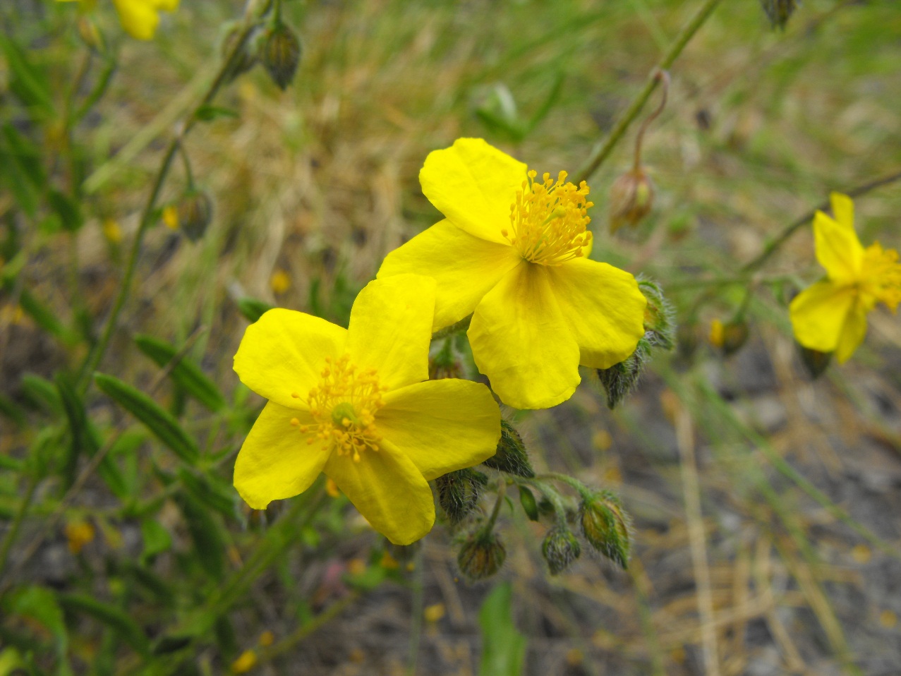 Helianthemum da determinare