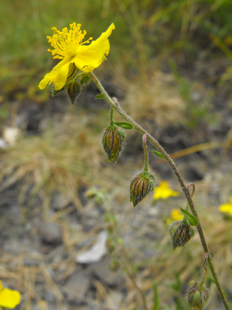 Helianthemum da determinare