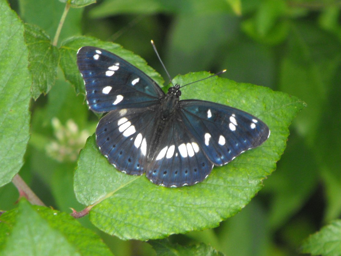 Limenitis reducta?