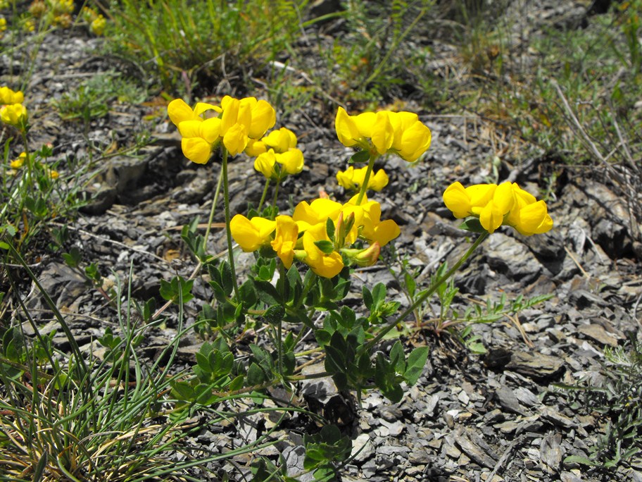 Lotus corniculatus