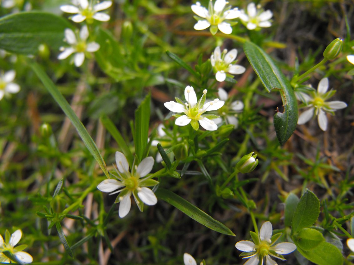 Dolomiti15 - Moehringia ciliata