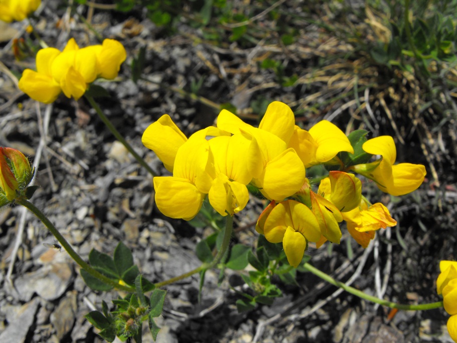 Lotus corniculatus