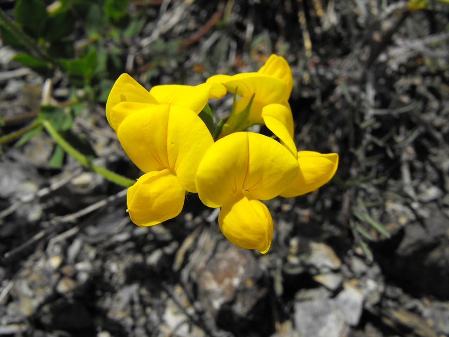 Lotus corniculatus