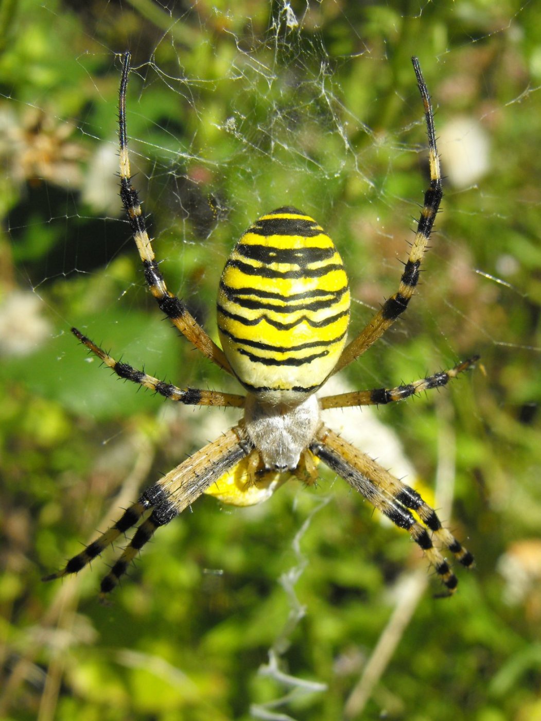 Argiope bruennichi