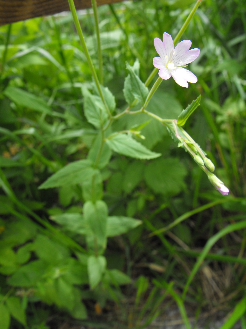 Epilobium montanum / Garofanino di montagna