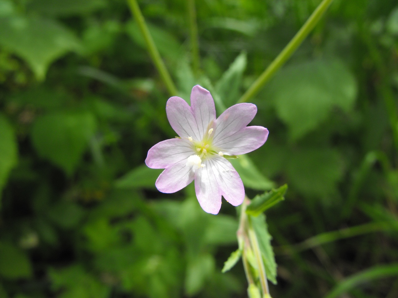 Epilobium montanum / Garofanino di montagna