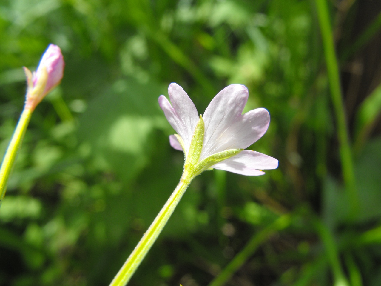 Epilobium montanum / Garofanino di montagna