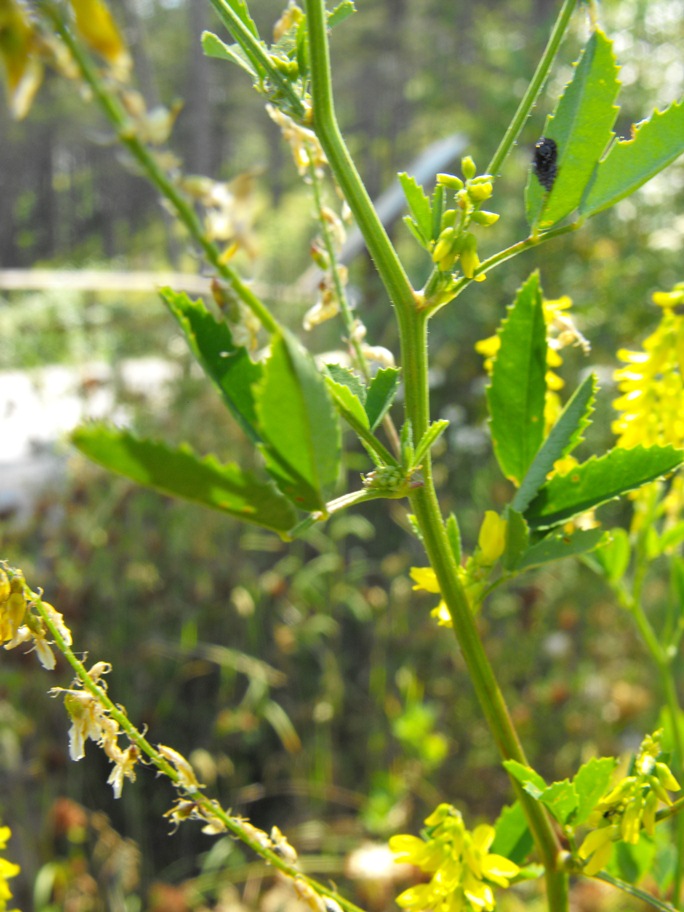 Melilotus da determinare