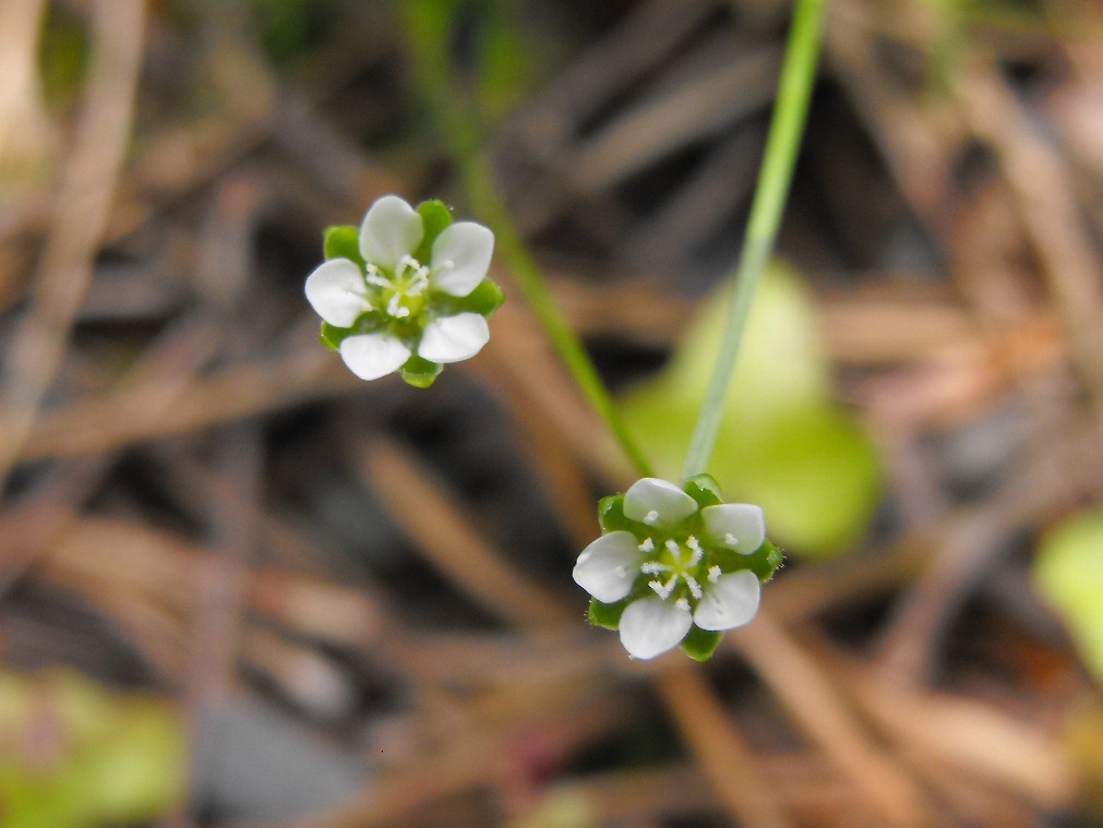 Da determinare - Sagina sp