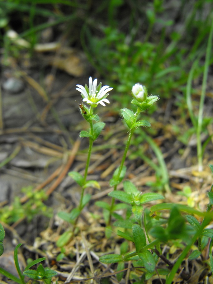 Da determinare - Cerastium sp