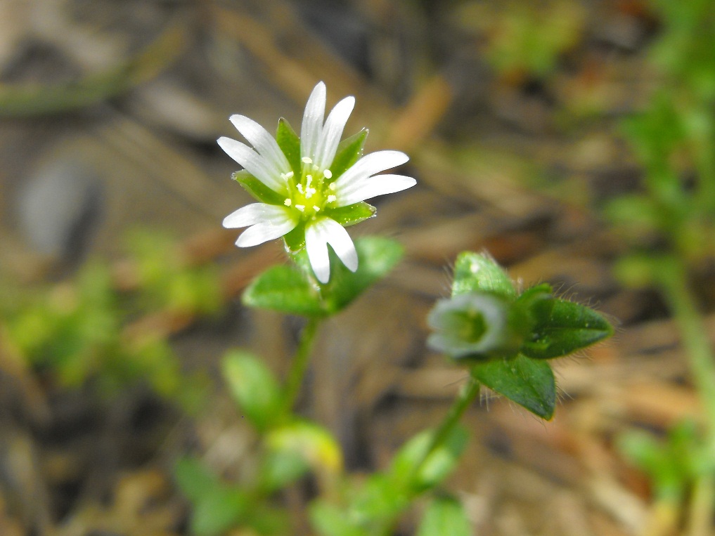 Da determinare - Cerastium sp