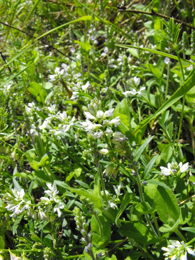 Da determinare - Polygala sp.