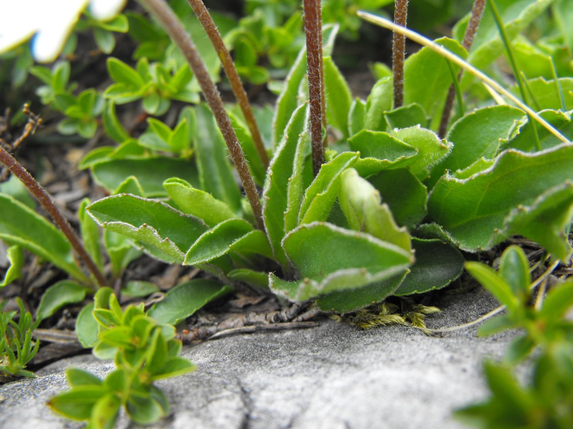 Bellidiastrum michelii