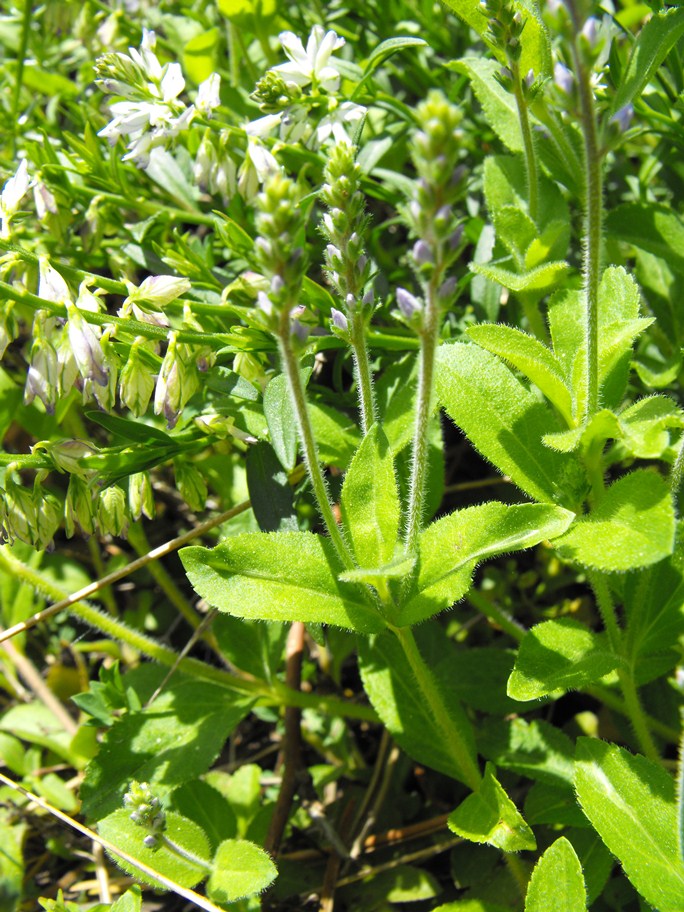 Da determinare - Polygala sp.