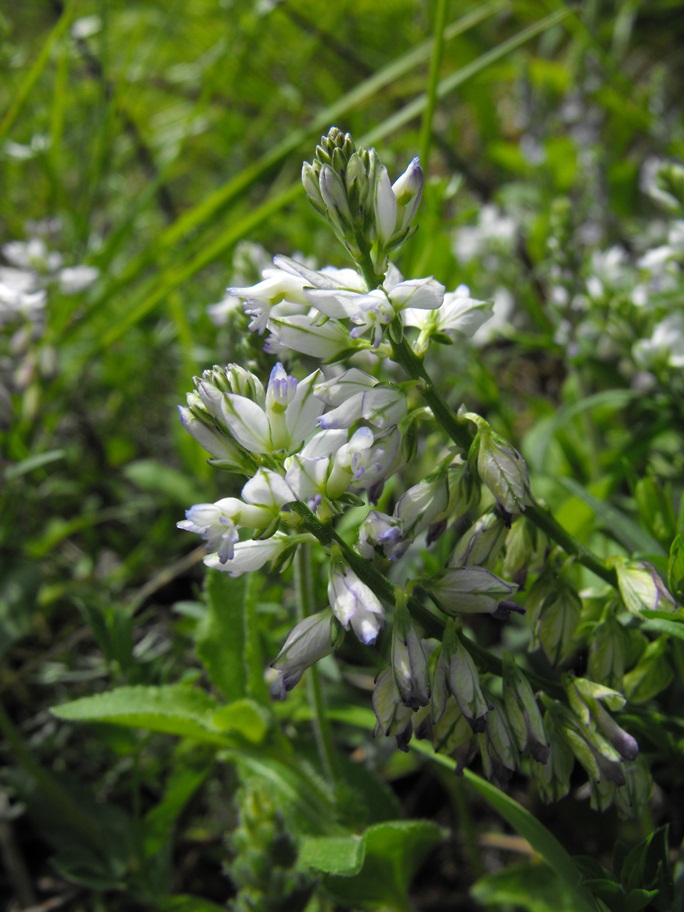 Da determinare - Polygala sp.