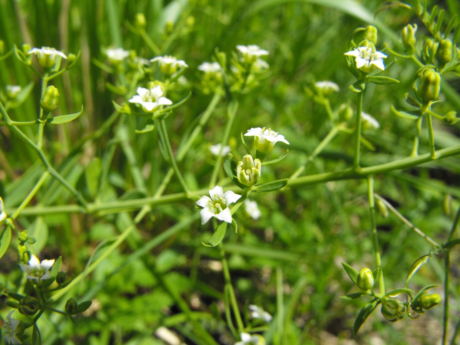 Da determinare - Passo del Bocco: Thesium sp.