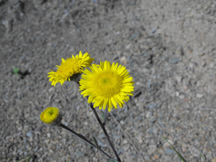 Pulicaria odora