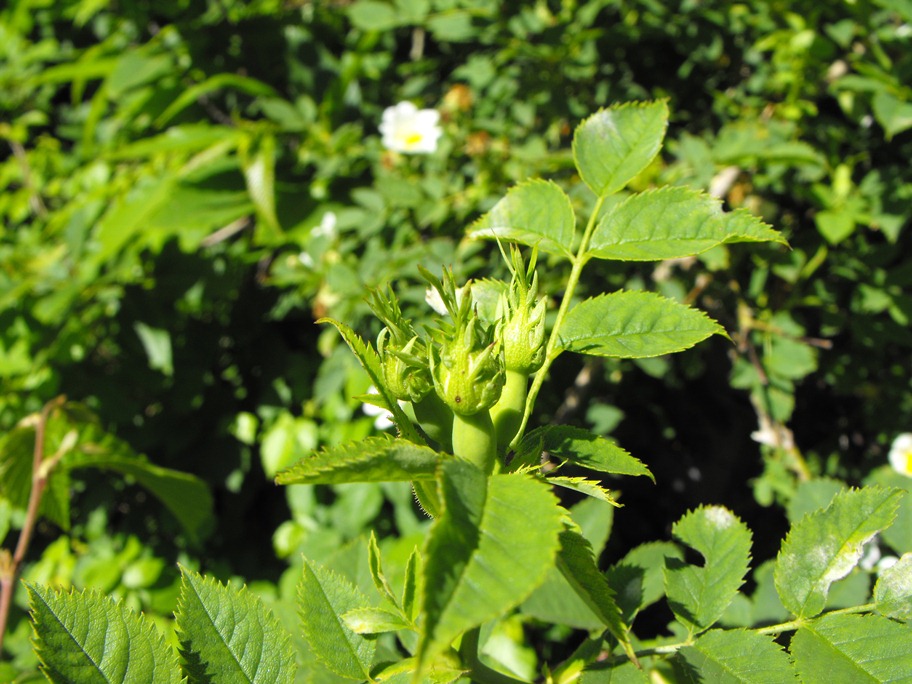 Rosa da determinare