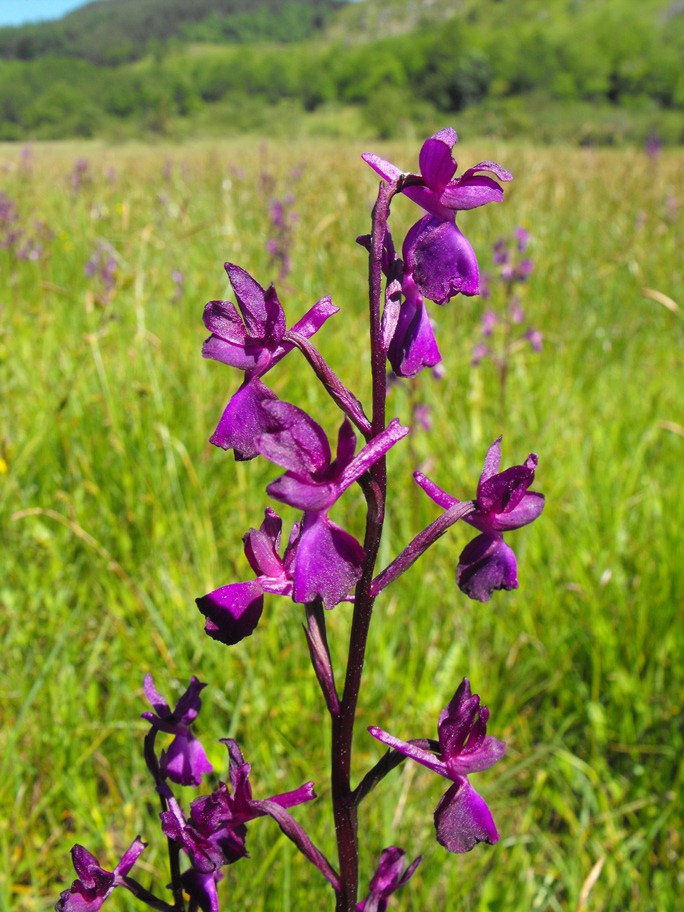 Anacamptis laxiflora tutta viola