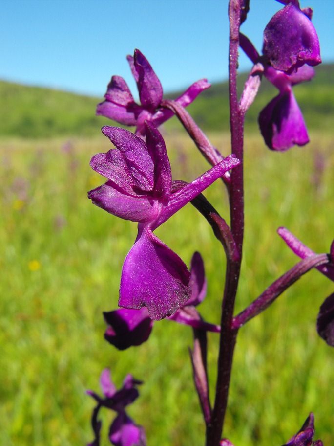 Anacamptis laxiflora tutta viola