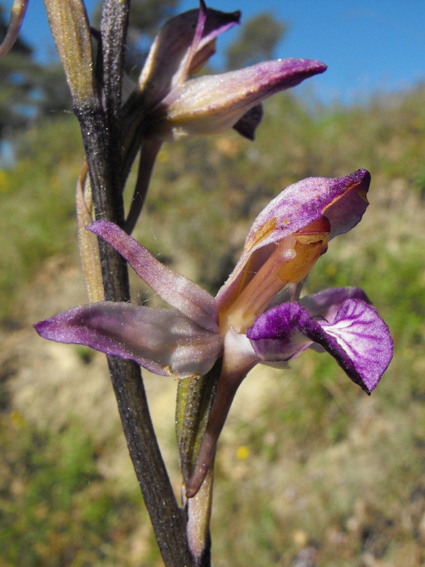 In giro per orchidee nell''entroterra di Savona