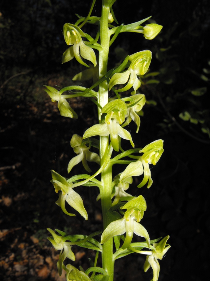 In giro per orchidee nell''entroterra di Savona