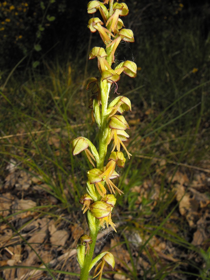 In giro per orchidee nell''entroterra di Savona