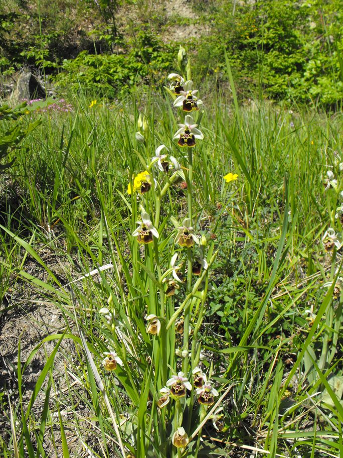 In giro per orchidee nell''entroterra di Savona