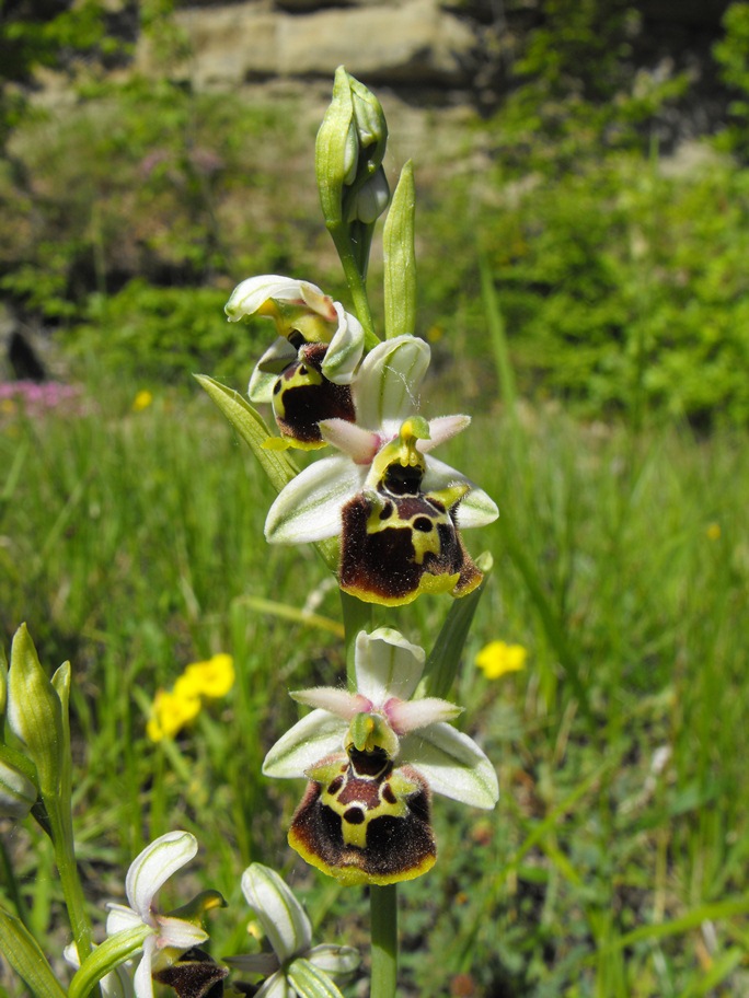 In giro per orchidee nell''entroterra di Savona