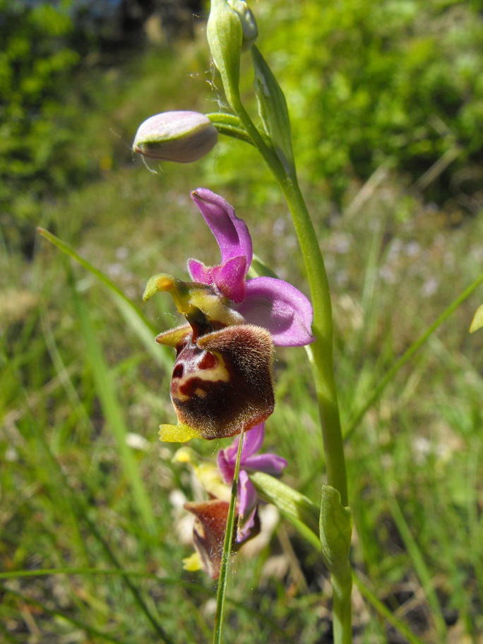 In giro per orchidee nell''entroterra di Savona