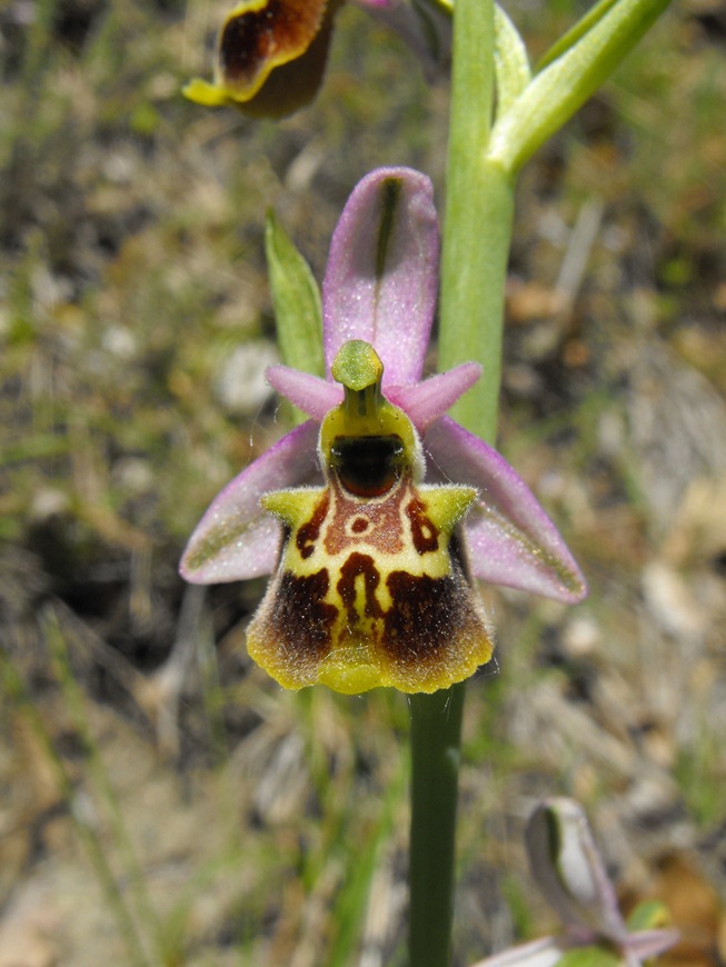 In giro per orchidee nell''entroterra di Savona