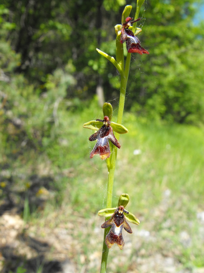 In giro per orchidee nell''entroterra di Savona