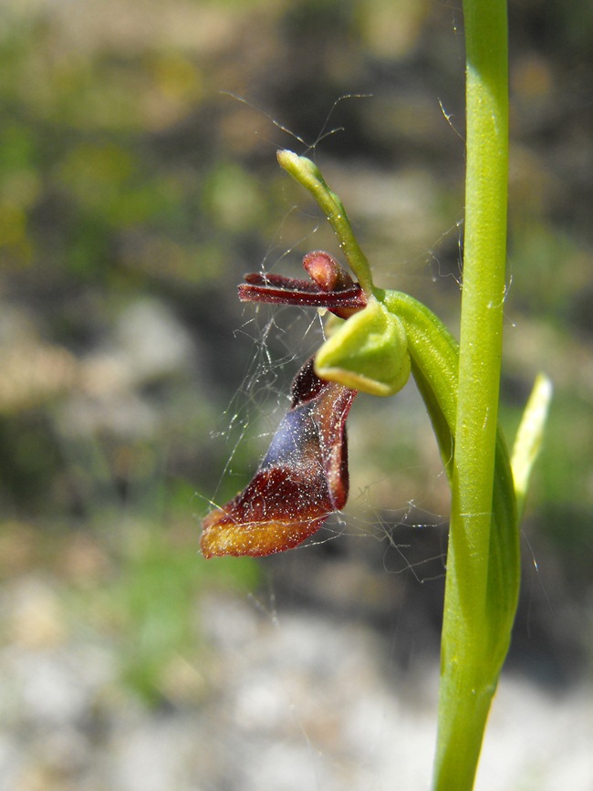 In giro per orchidee nell''entroterra di Savona